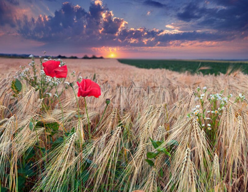 Red Poppies in Wheat Field — Gold