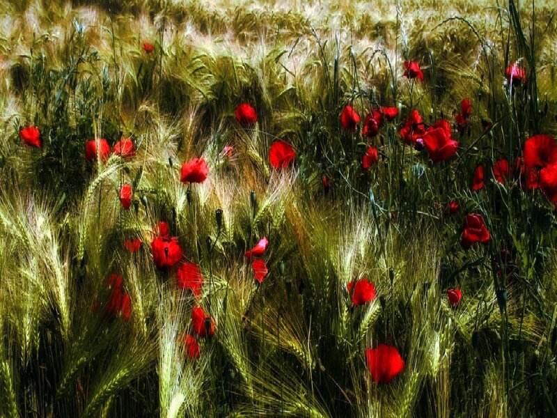 Red Poppies in Wheat Field — Green, Serene, Afternoon, Photograph, Flowers, Yellow