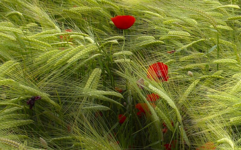 Red Poppies in Wheat Field — Green, Serene, Summer