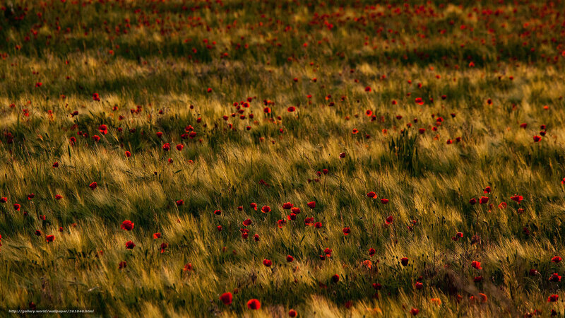 Red Poppies in Wheat Field — Green, Serene, Sunset