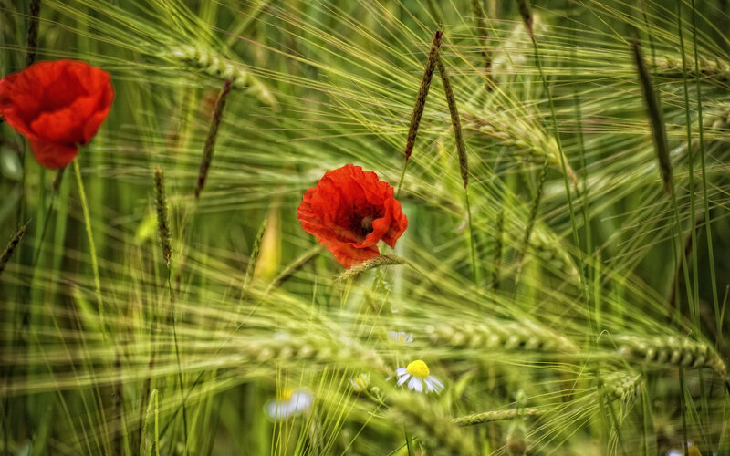 Red Poppies in Wheat Field — Green, Serene