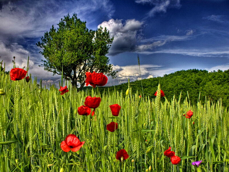 Red Poppies in Wheat Field — Green