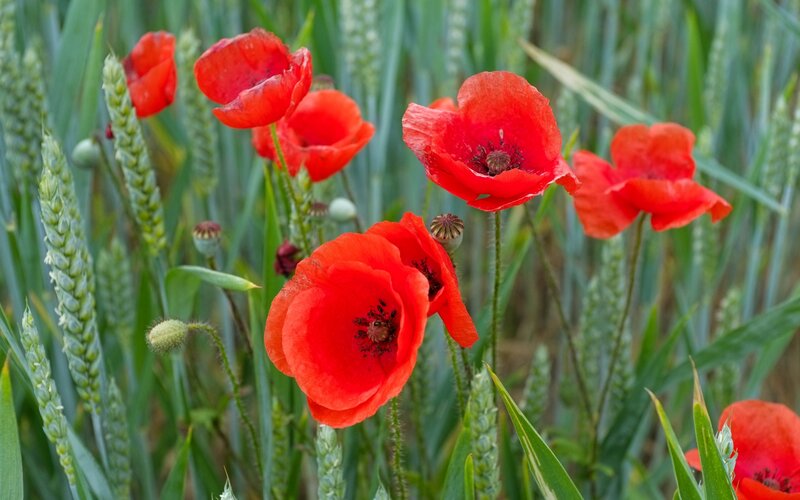 Red Poppies in Wheat Field — Natural