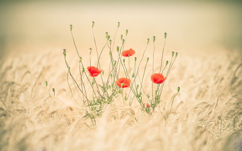 Red Poppies in Wheat Field — Serene, Afternoon, Photograph, Buds