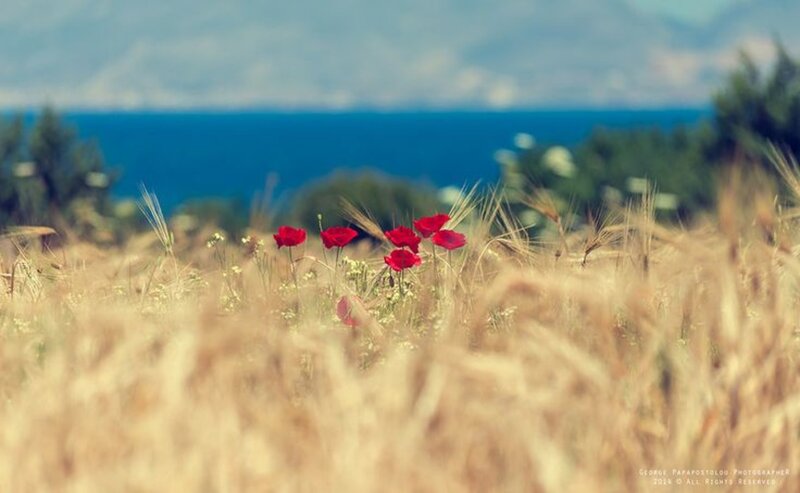 Red Poppies in Wheat Field — Serene, Afternoon, Photograph, Ocean