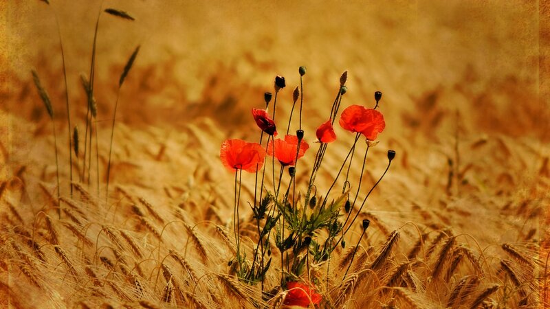 Red Poppies in Wheat Field — Serene, Afternoon, Photograph, Poppy Flowers, Green Leaves, Yellow