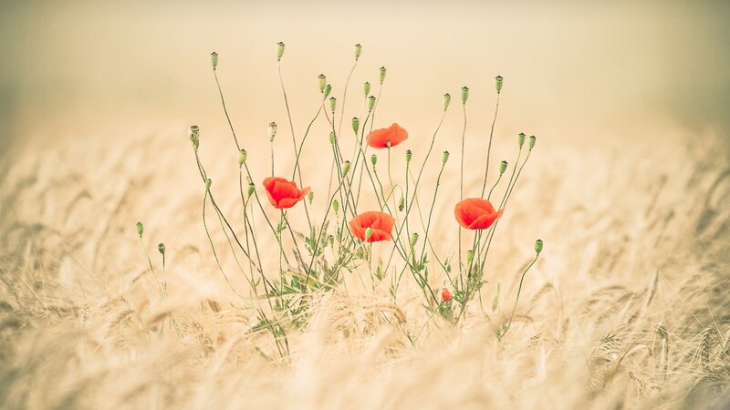 Red Poppies in Wheat Field — Serene, Afternoon, Photograph, Seed Pods