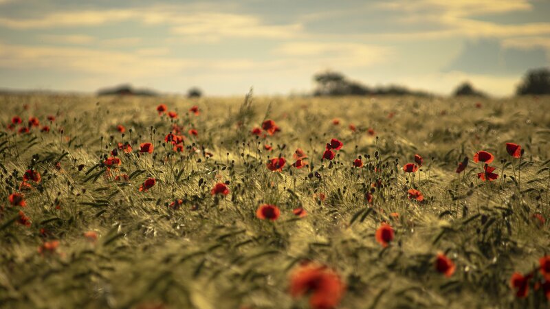 Red Poppies in Wheat Field — Serene, Afternoon, Photograph, Sky, Clouds