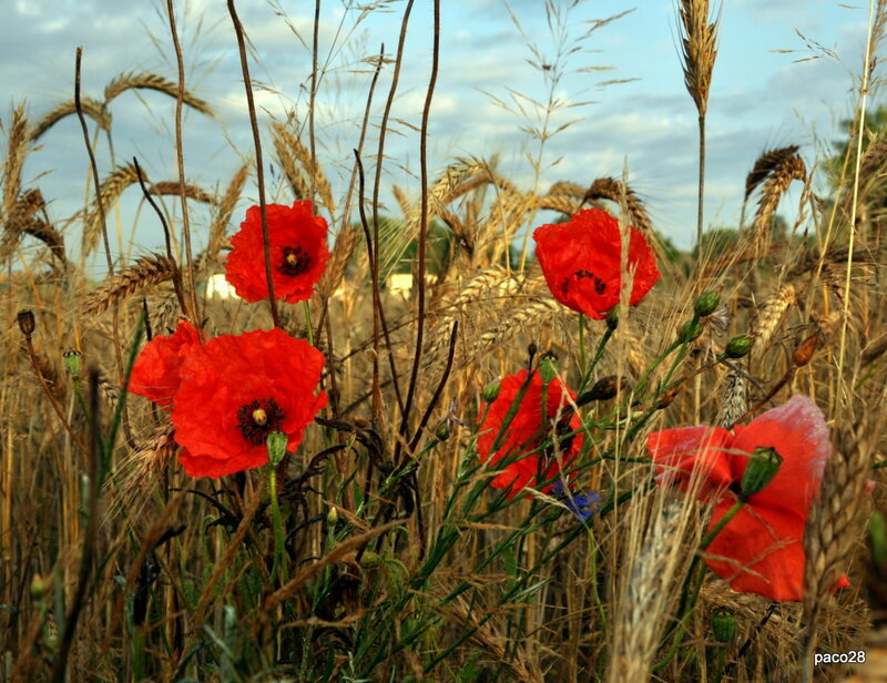 Red Poppies in Wheat Field — Serene, Afternoon, Photograph, Sky