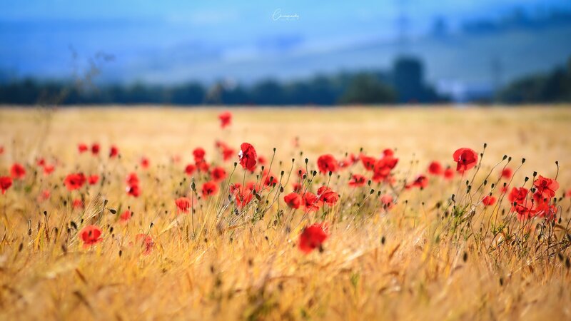 Red Poppies in Wheat Field — Serene, Afternoon, Photograph, Sky, Trees