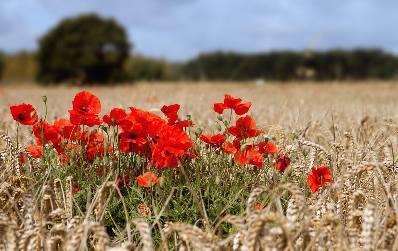 Red Poppies in Wheat Field — Serene, Afternoon, Photograph, Tree