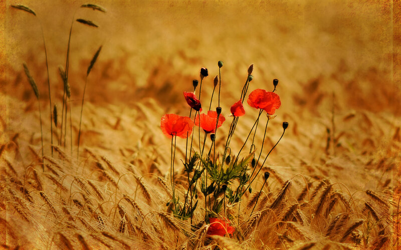 Red Poppies in Wheat Field — Serene, Afternoon