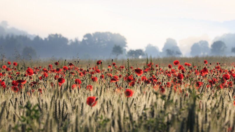 Red Poppies in Wheat Field — Serene, Morning