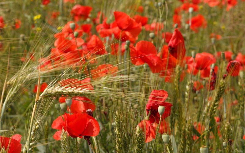 Red Poppies in Wheat Field — Serene, Summer, Photograph, Grass