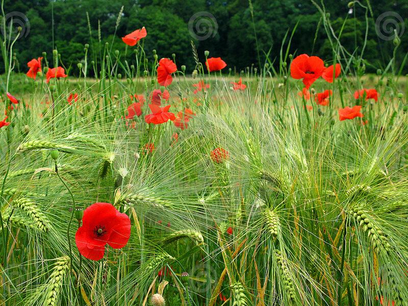 Red Poppies in Wheat Field — Serene, Summer