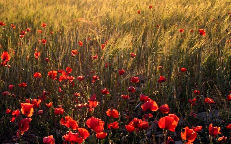 Red Poppies in Wheat Field — Serene, Sunset