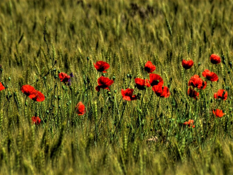 Red Poppies in Wheat Field — Serene