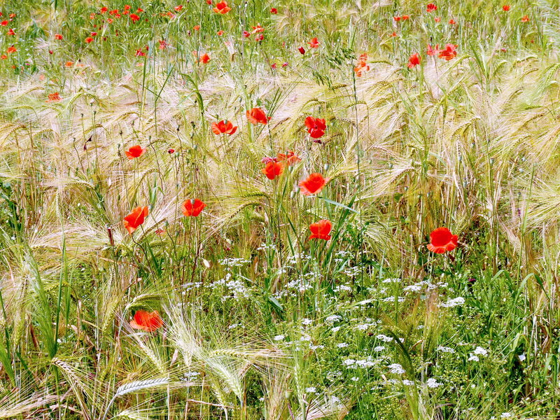 Red Poppies in Wheat Field