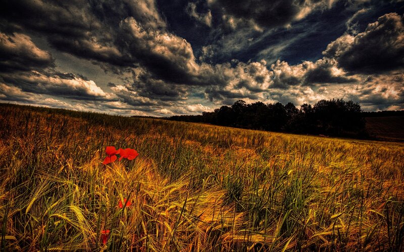 Red Poppies in Wheat Field — Yellow, Dramatic, Afternoon