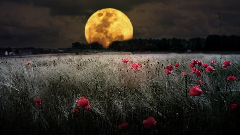 Red Poppies in Wheat Field — Yellow, Dramatic, Night