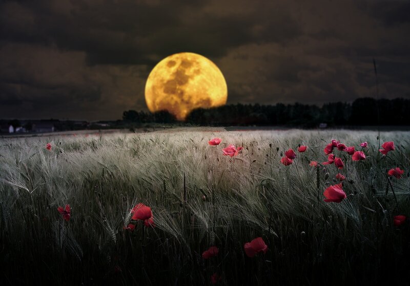 Red Poppies in Wheat Field — Yellow, Dramatic