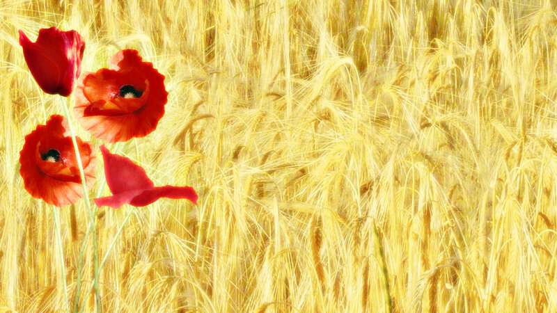 Red Poppies in Wheat Field — Yellow, Serene