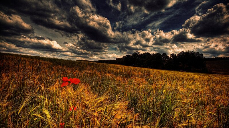 Red Poppies in Wheat Field — Yellow