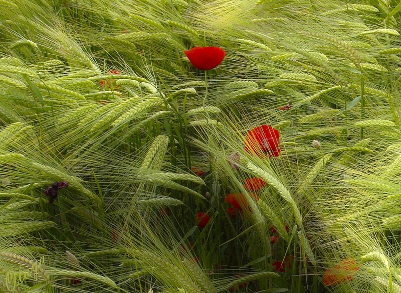 Red Poppies in Wheat — Green