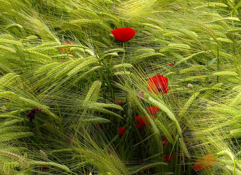 Red Poppies in Wheat
