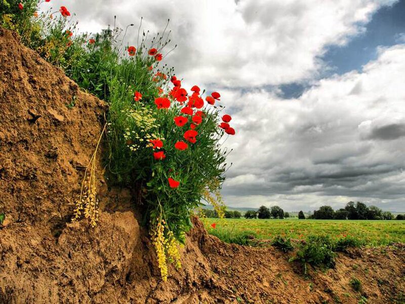 Red Poppies on a Bank