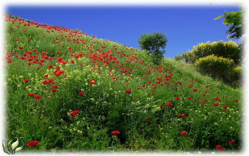 Red poppies on a green hill