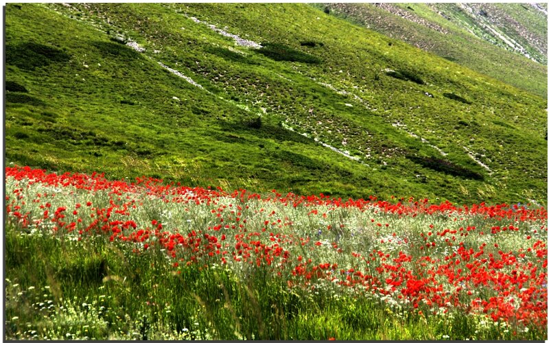 Red poppies on a green hillside