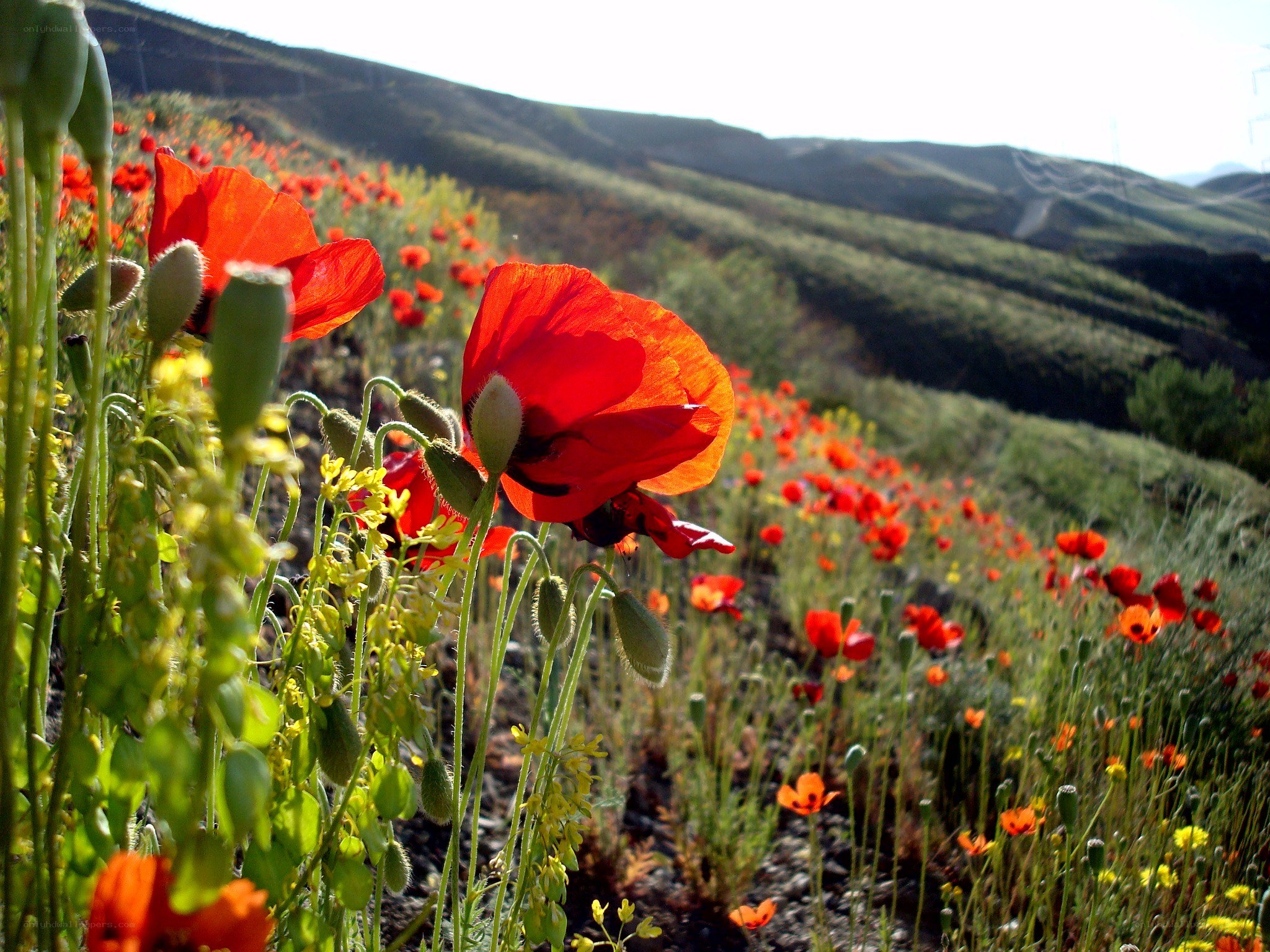 Red poppies on a hillside