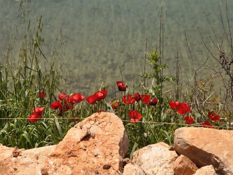Red poppies on a rocky hillside