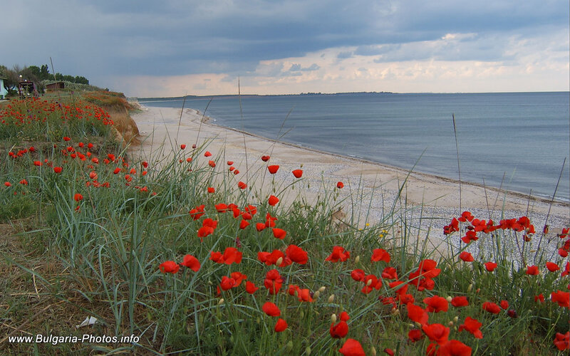Red Poppies on Cliff — Dramatic
