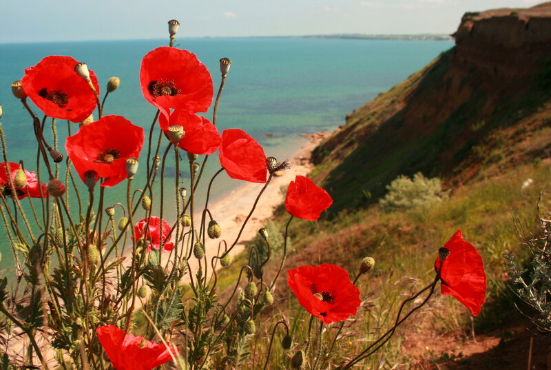 Red Poppies on Cliff — Serene, Afternoon