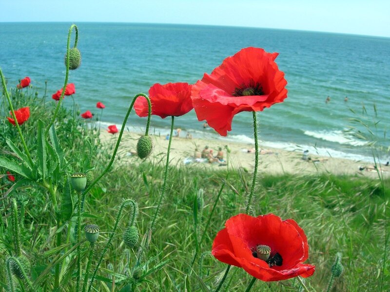 Red Poppies on Cliff — Serene