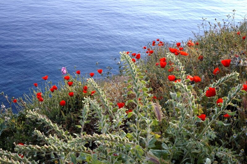 Red Poppies on Cliff
