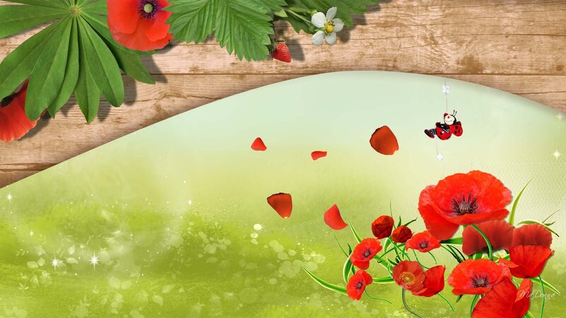 Red Poppies on Green Field