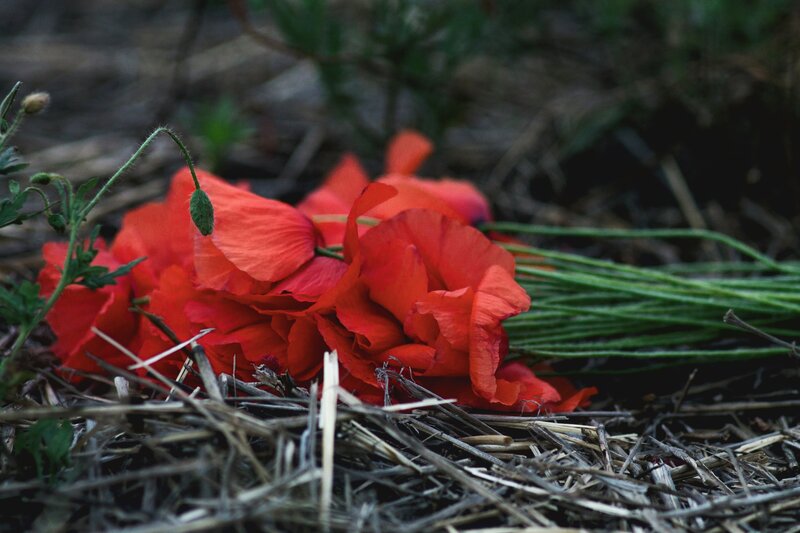 Red Poppies on Ground
