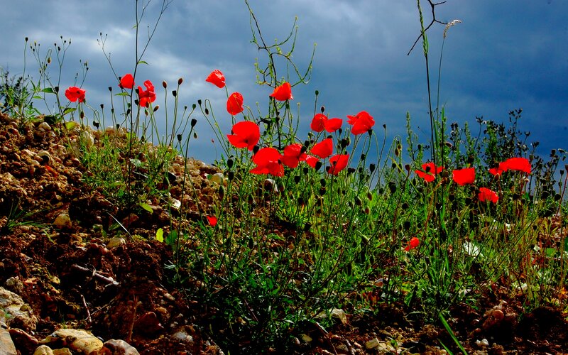 Red Poppies on Hillside — Dramatic