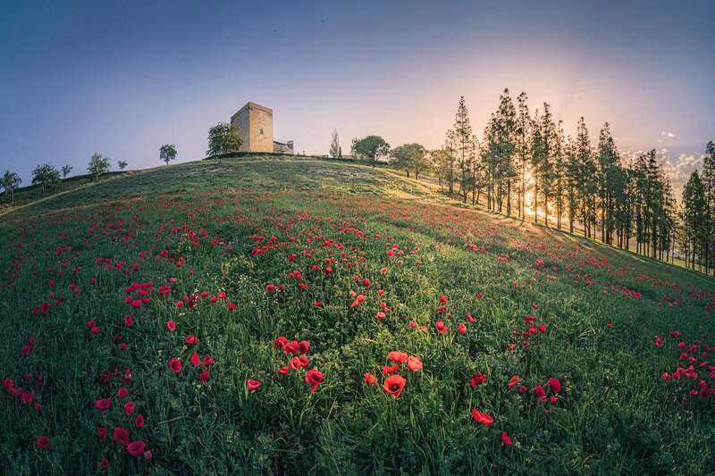 Red Poppies on Hillside — Green