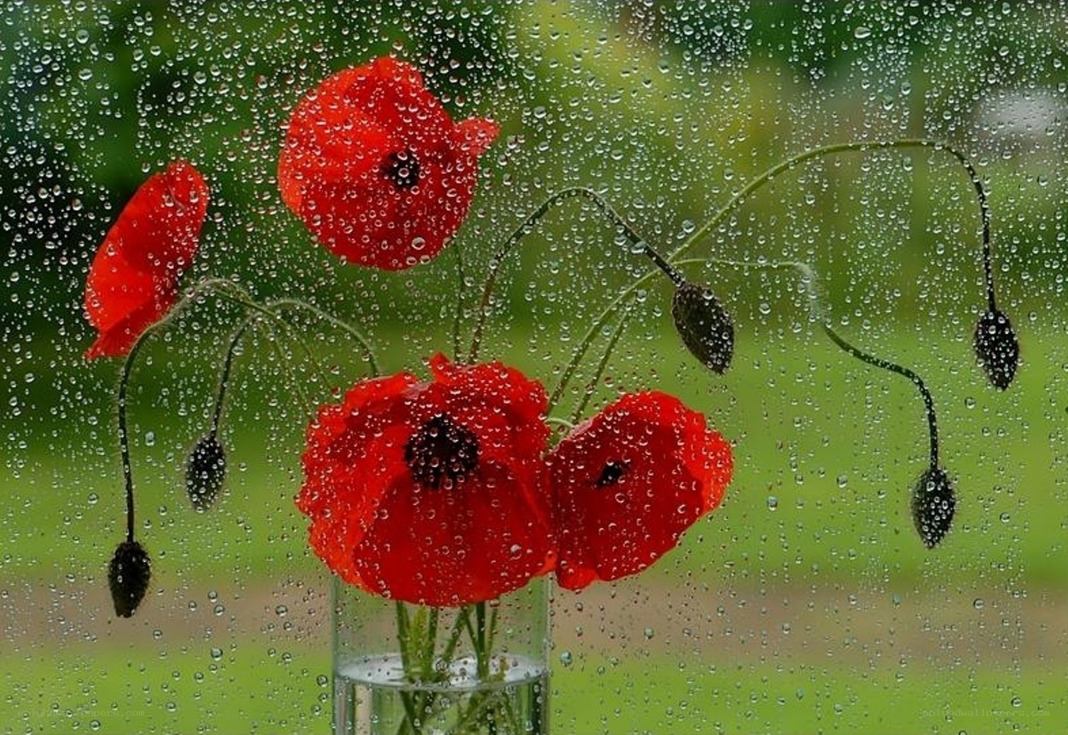 Red poppies on rainy window