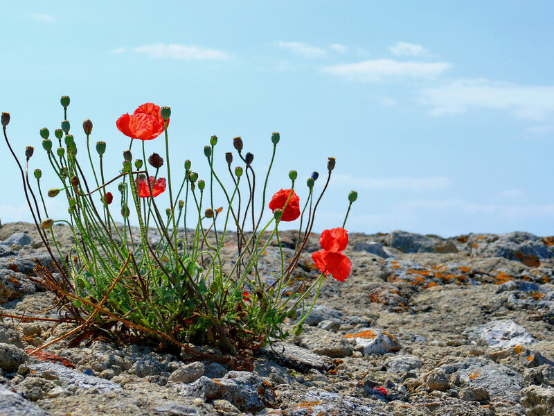 Red Poppies on Rocks