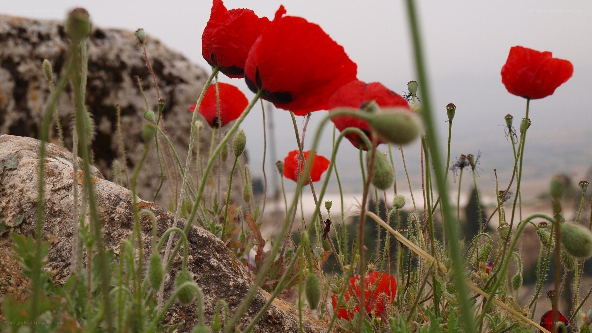 Red poppies on rocky hillside