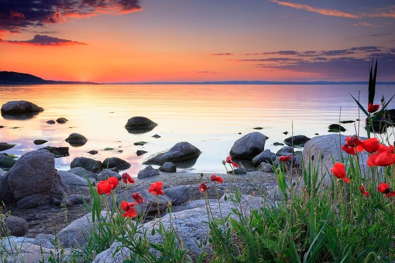 Red Poppies on Shore — Orange