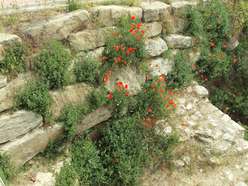 Red Poppies on Stone Wall