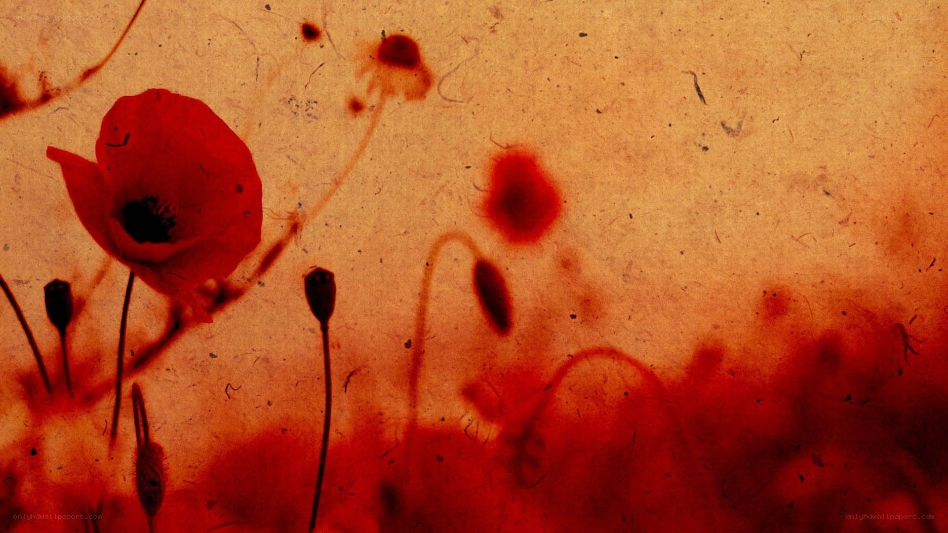 Red poppies on textured background