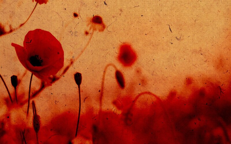 Red poppies on textured background