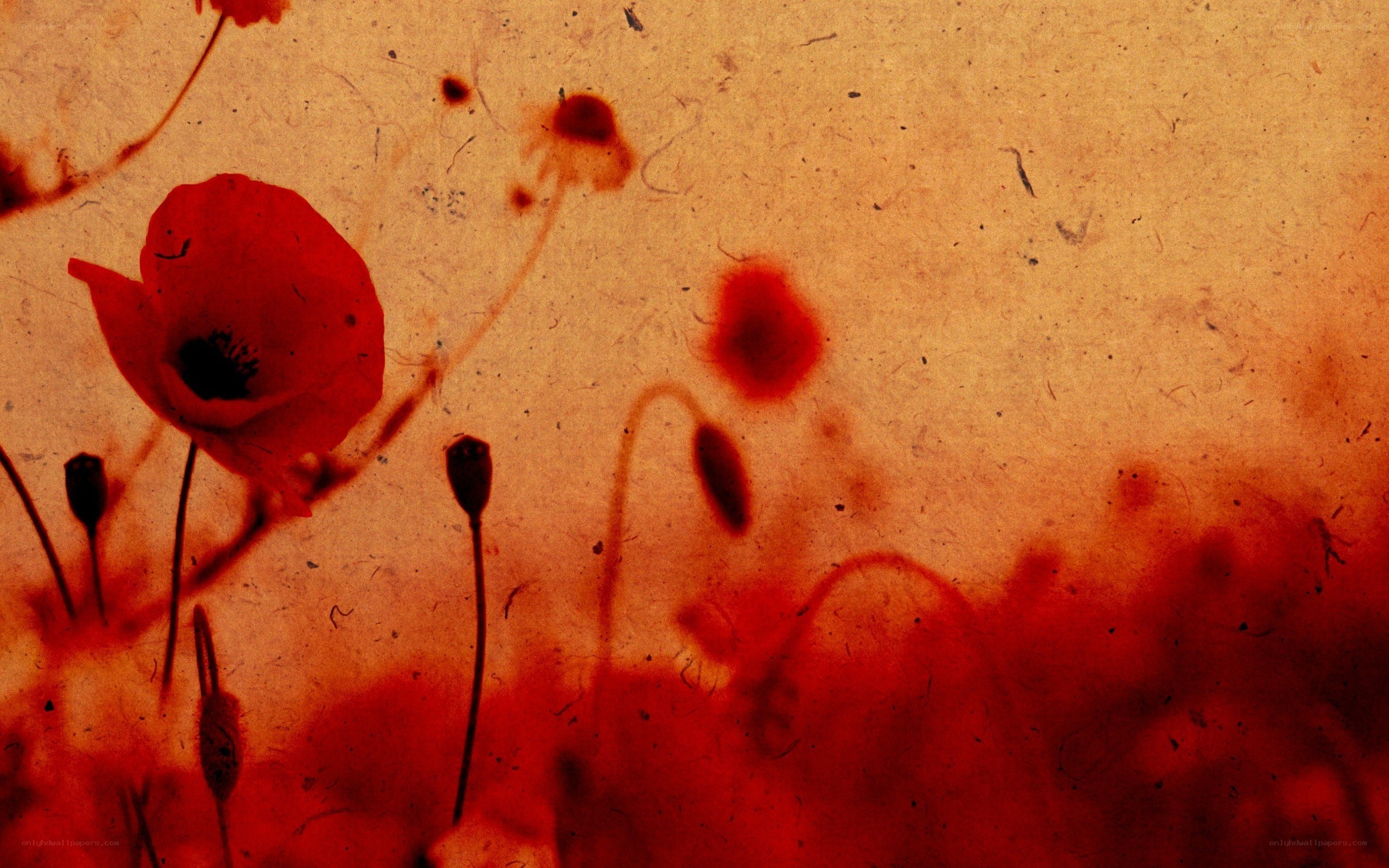 Red poppies on textured background
